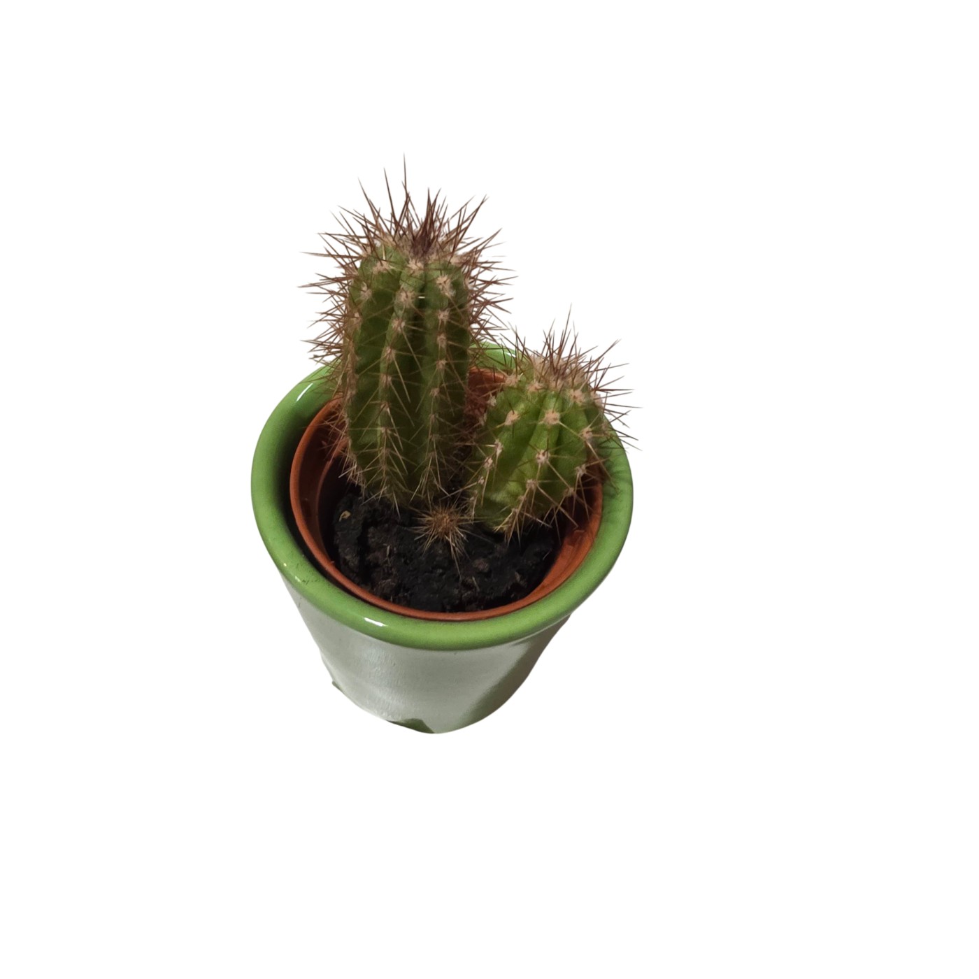 Cactus en maceta verde